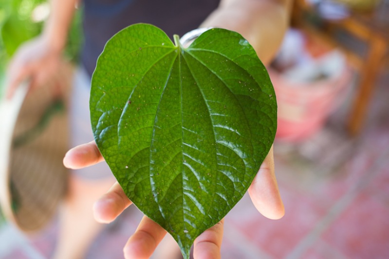 Cách trị hôi nách bằng lá lốt